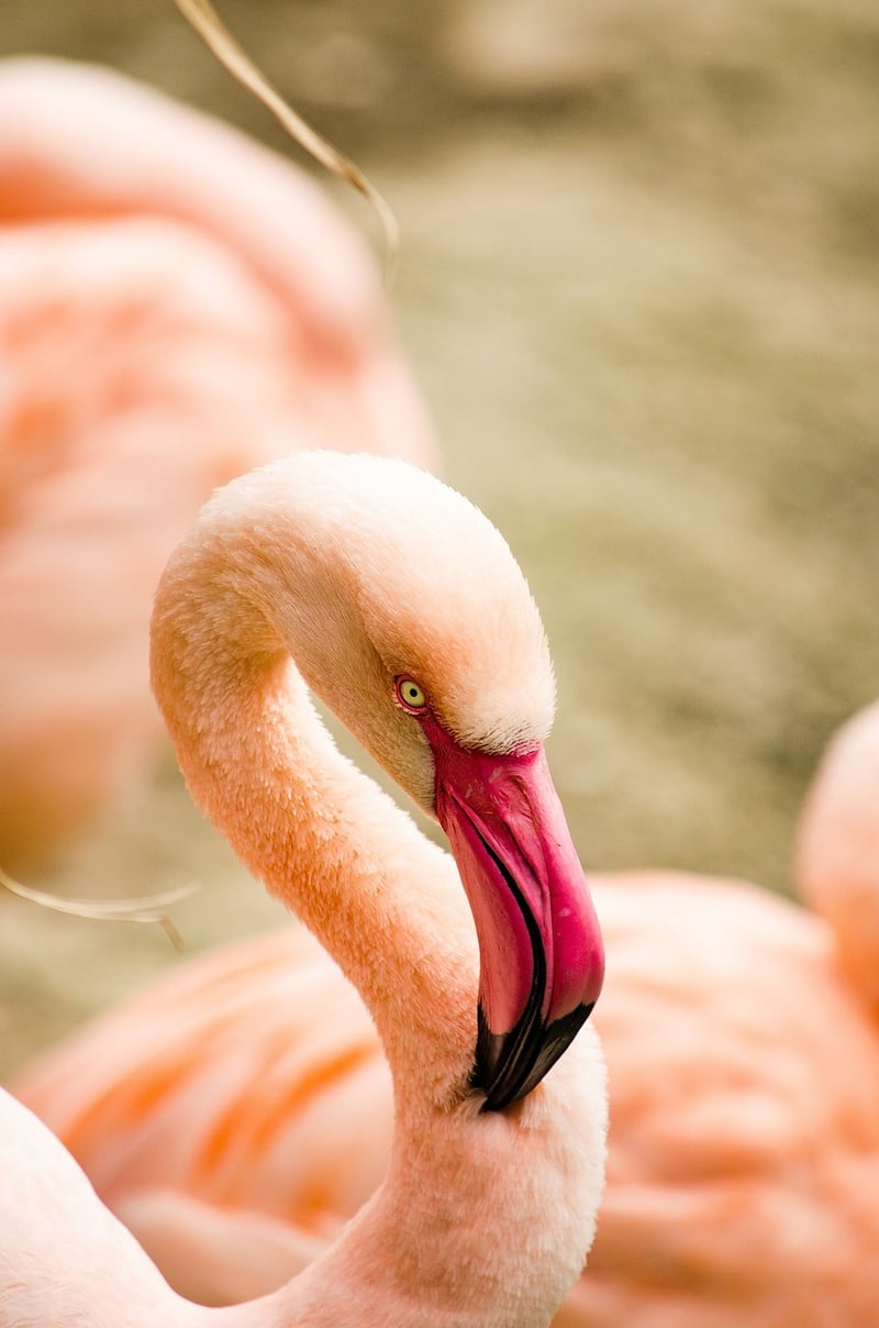 Tropical Flamingo